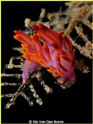 Colorful nudibranch. by Els Van Den Borre 